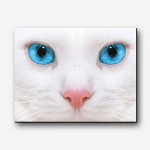 تصویر گربه چشم آبی