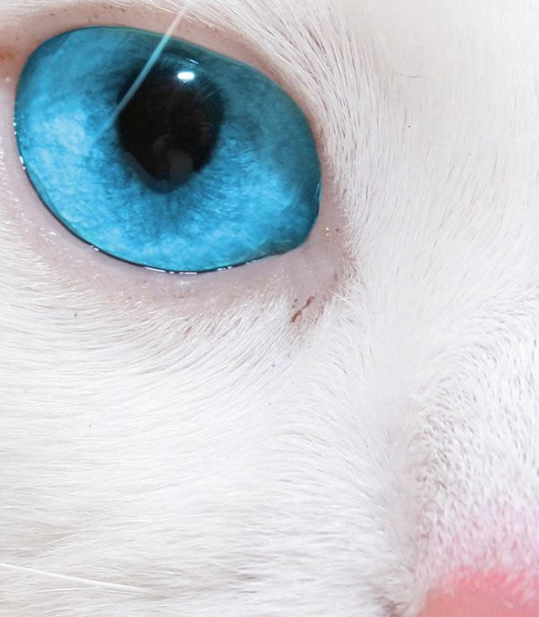 تصویر گربه چشم آبی