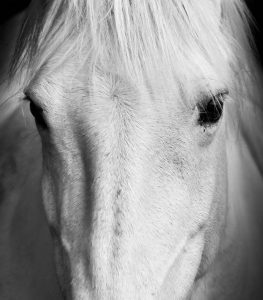 عکس اسب سفید