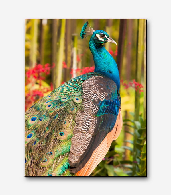 تابلو عکس طاووس