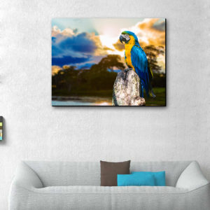 تابلو عکس طوطی ماکائو آبی طلائی