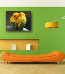 تابلو عکس قناری های زرد