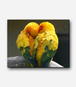 تابلو عکس قناری های زرد