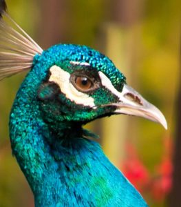 تابلو عکس طاووس